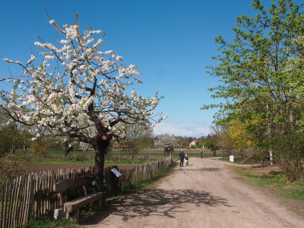 Eco-Friendly Things to Do in Berlin: the Domäne Dahlem, a tree with flower, a bench and some people on the background