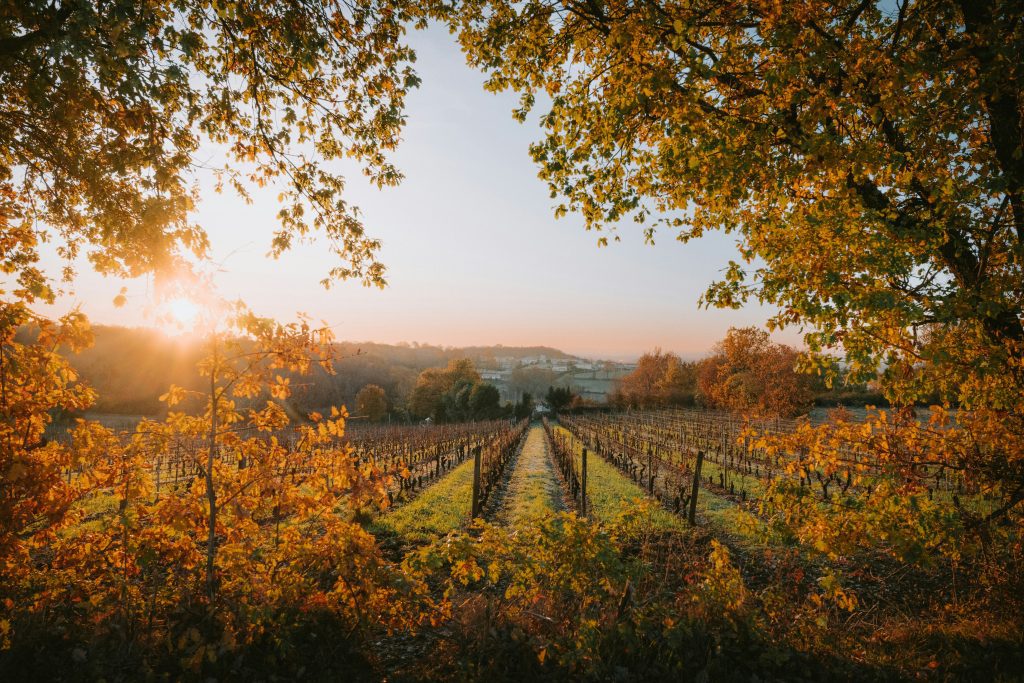 Weinberge von Bordeaux: eine Panoramaansicht eines Weinbergs  