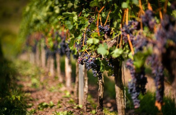 Discovering Bordeaux vineyards