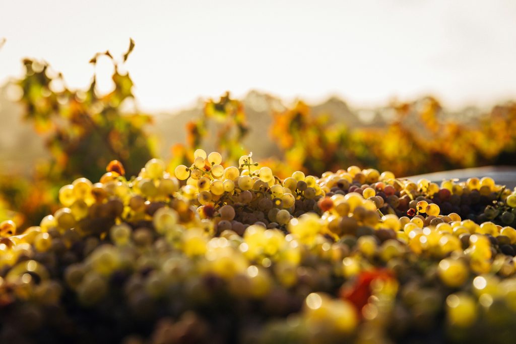 Weinberge von Bordeaux: weiße Trauben  