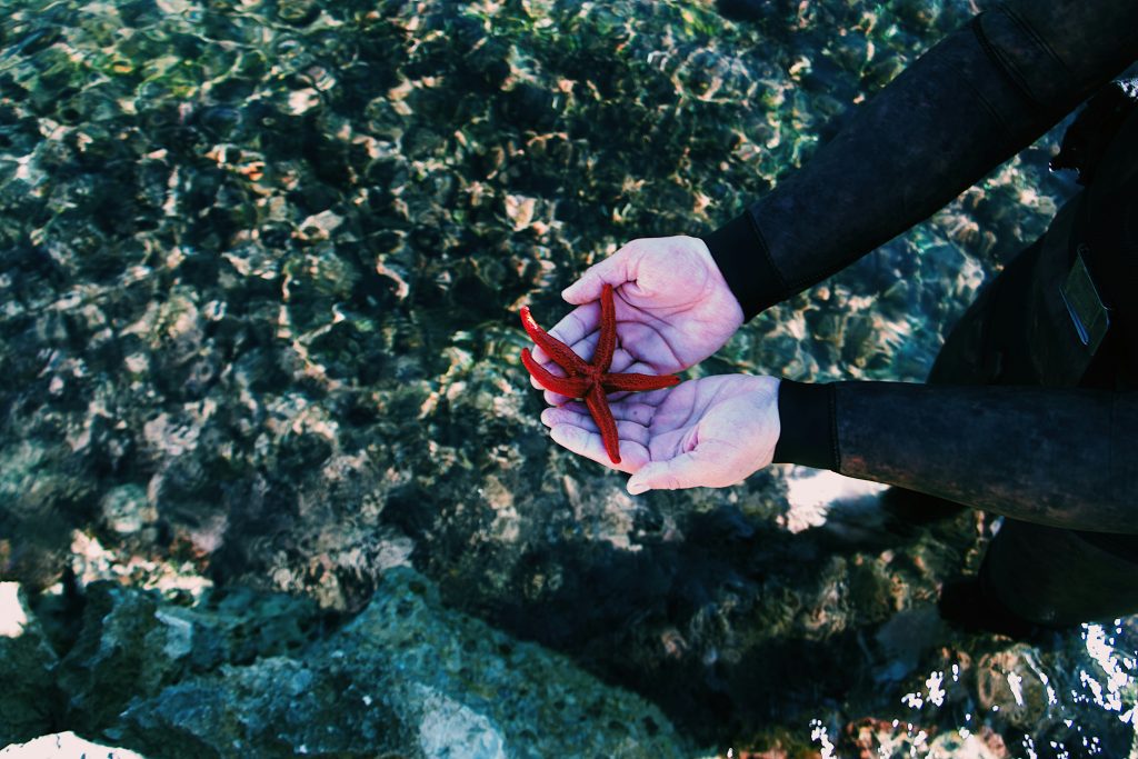 Marseille hiking Calanques: hands showing a starfish with the sea on the background