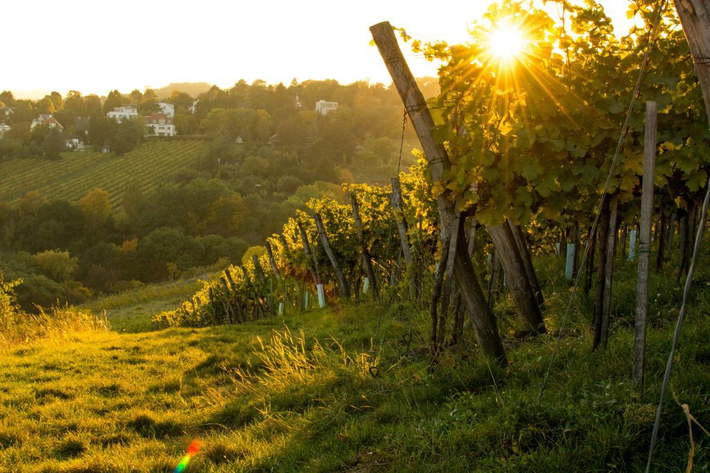 Wanderungen rund um Wien: Weinberge am Kahlenberg in der Nähe des Wienerwaldes