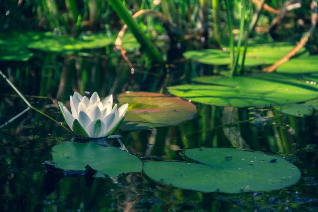 Tagesausflug in den Spreewald: eine Nahaufnahme einer Seerose