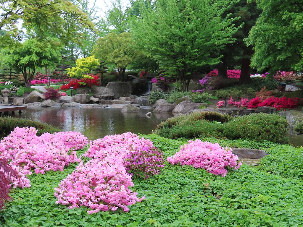 Hamburg Instagram spots: Planten un Blomen, rosa Blumen im Vordergrund und ein künstlicher See im Hintergrund