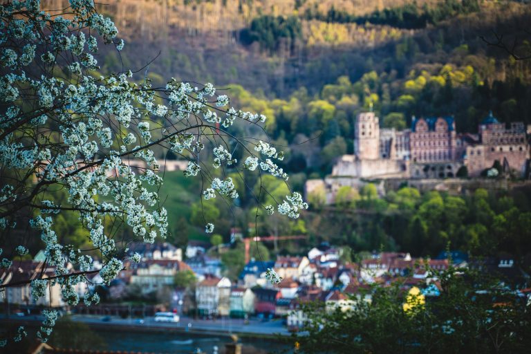 Blossoming tree branches with Heidelberg Castle and town in the background